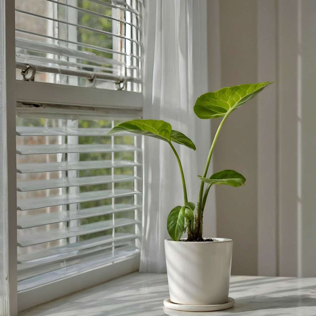 Alocasia Macrorrhiza - 'Olifantsoor'