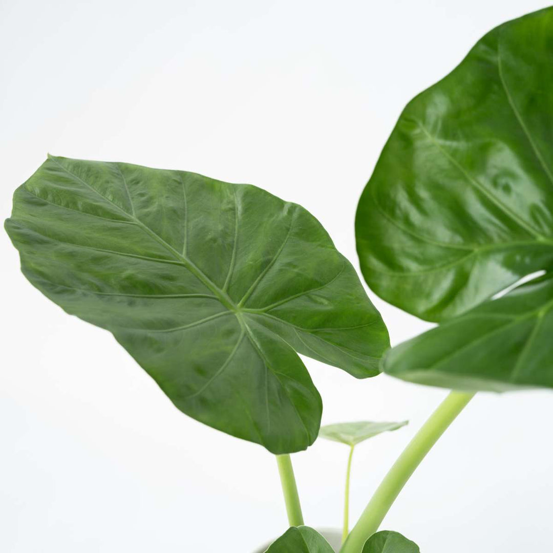 Alocasia Macrorrhiza - 'Olifantsoor'