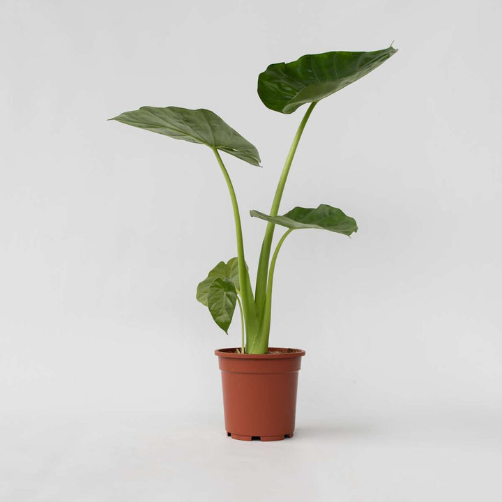 Alocasia Macrorrhiza - 'Olifantsoor'