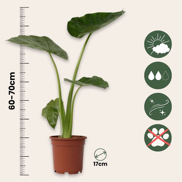 Alocasia 'Macrorrhiza' - Sloní ucho