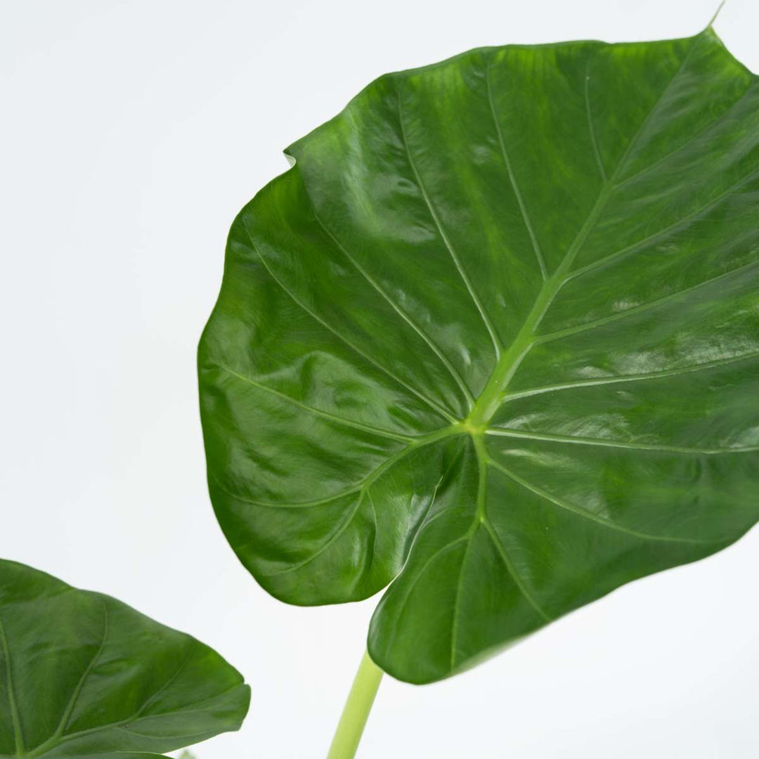 Alocasia 'Macrorrhiza' - Set van 4 - Olifantsoor
