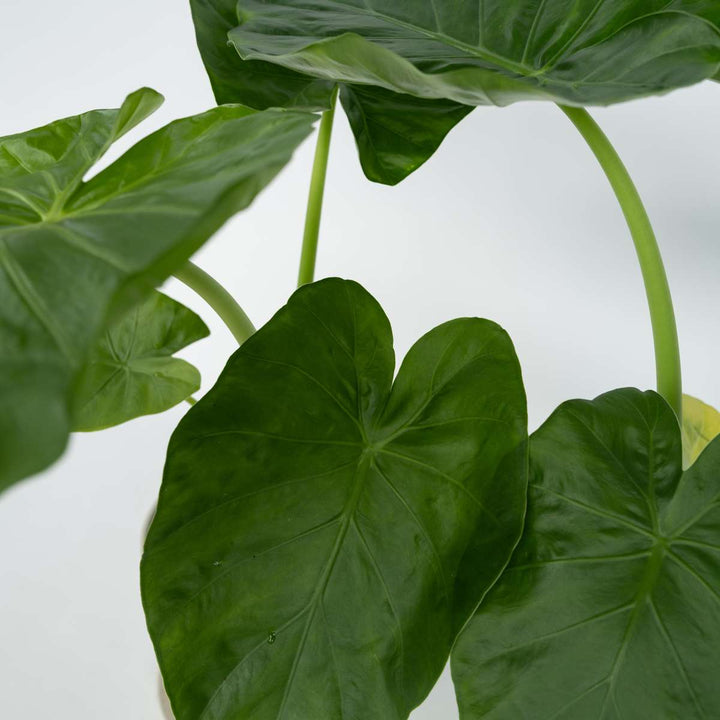 Alocasia 'Macrorrhiza' - Set van 4 - Olifantsoor