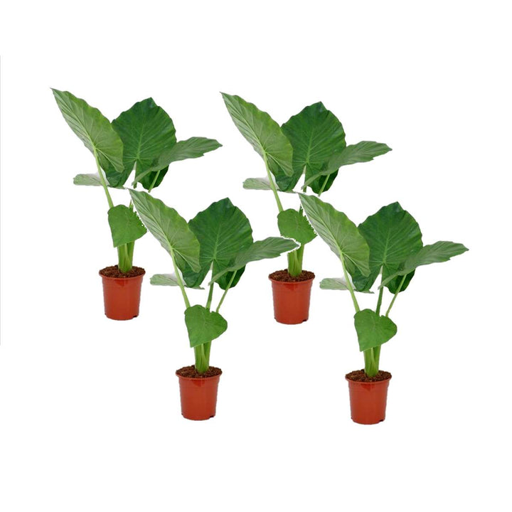 Alocasia 'Macrorrhiza' - Set van 4 - Olifantsoor