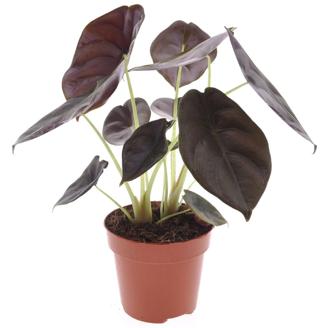 Alocasia cuprea 'Crvena tajna'