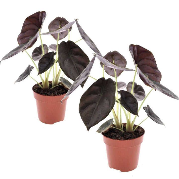 Alocasia cuprea 'Red Secret' - sada 2 ks