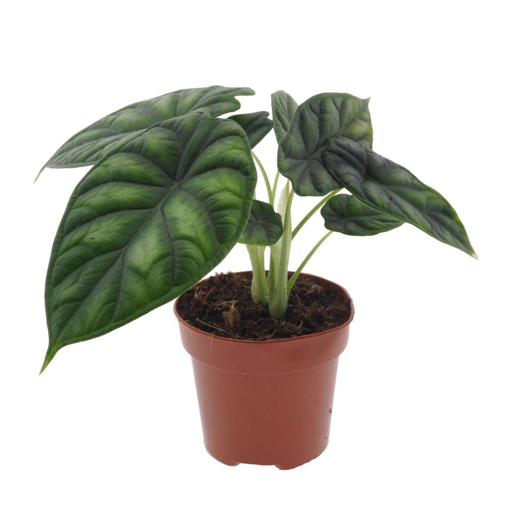 Alocasia 'Zmajeva ljuska' - Slonovo uho - FloraStore