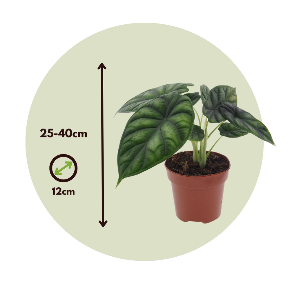 Alocasia 'Zmajeva ljuska' - Slonovo uho - FloraStore