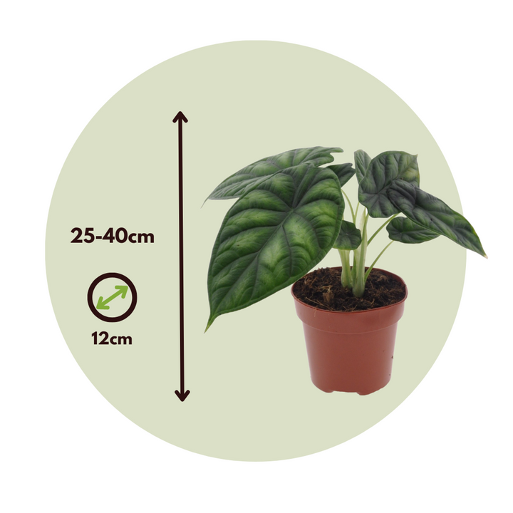 Alocasia 'Zmajeva ljuska' - Slonovo uho - FloraStore