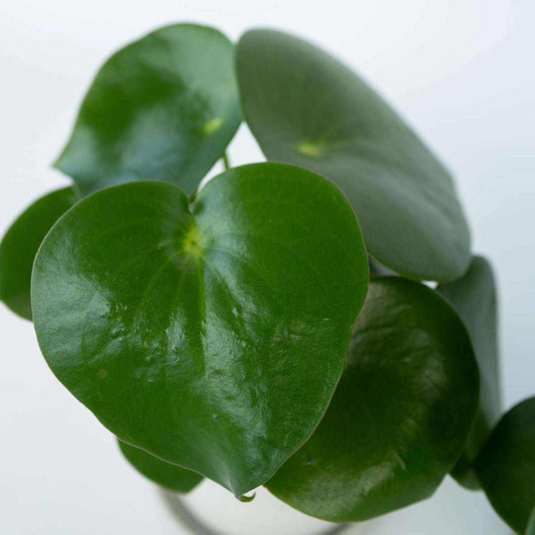 Peperomia Polybotrya - Regendruppelplant