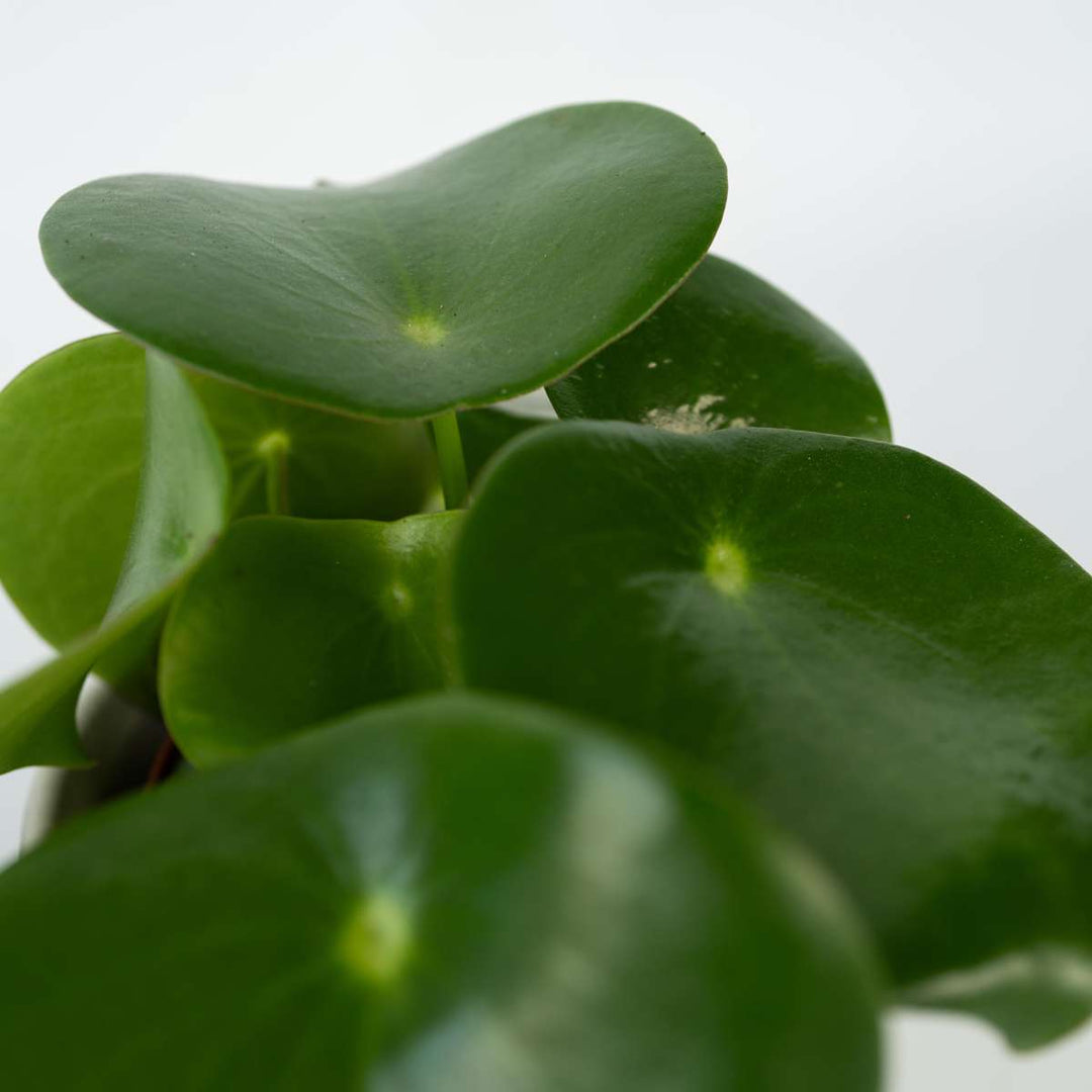 Peperomia Polybotrya - Regendruppelplant