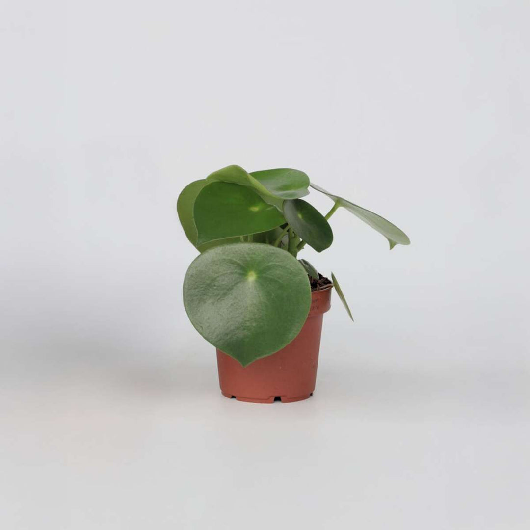 Peperomia Polybotrya - Regendruppelplant