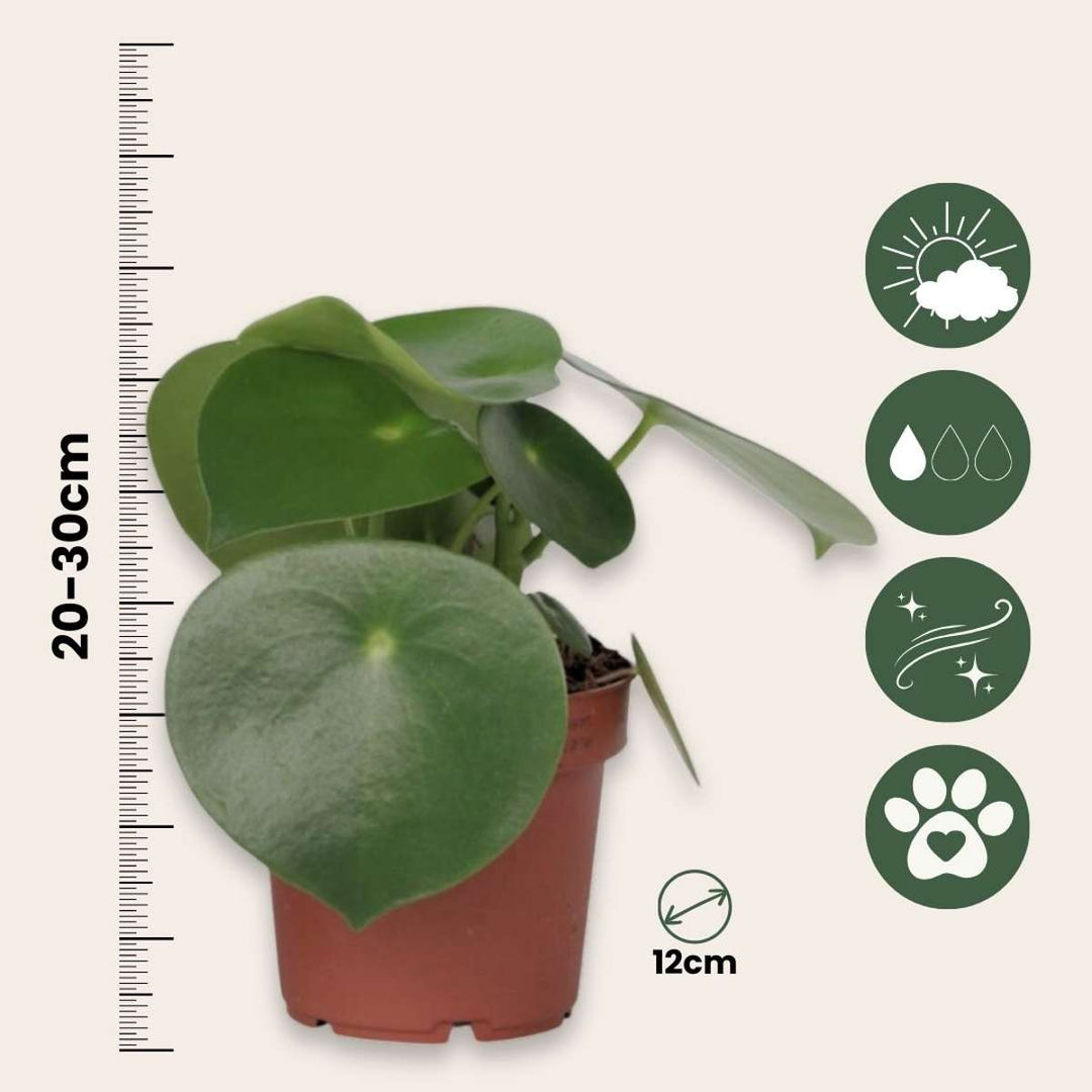 Peperomia Polybotrya - Regendruppelplant