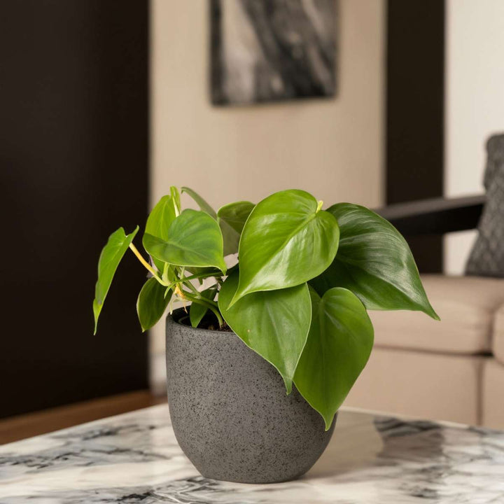 Peperomia Raindrop - Set van 2