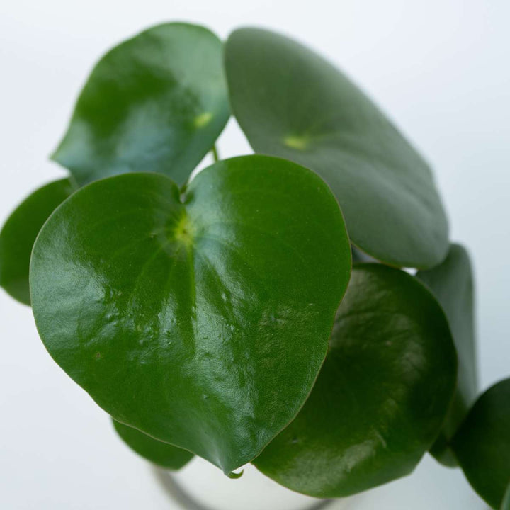 Peperomia Raindrop - Set van 2