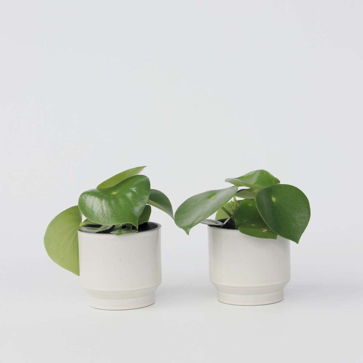 Peperomia Raindrop - Set van 2