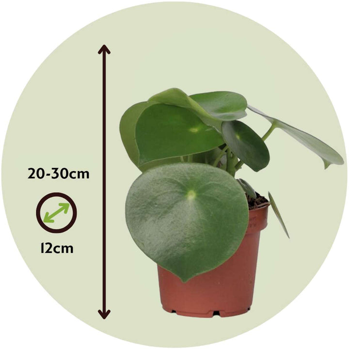 Peperomia Polybotrya - Regendruppelplant