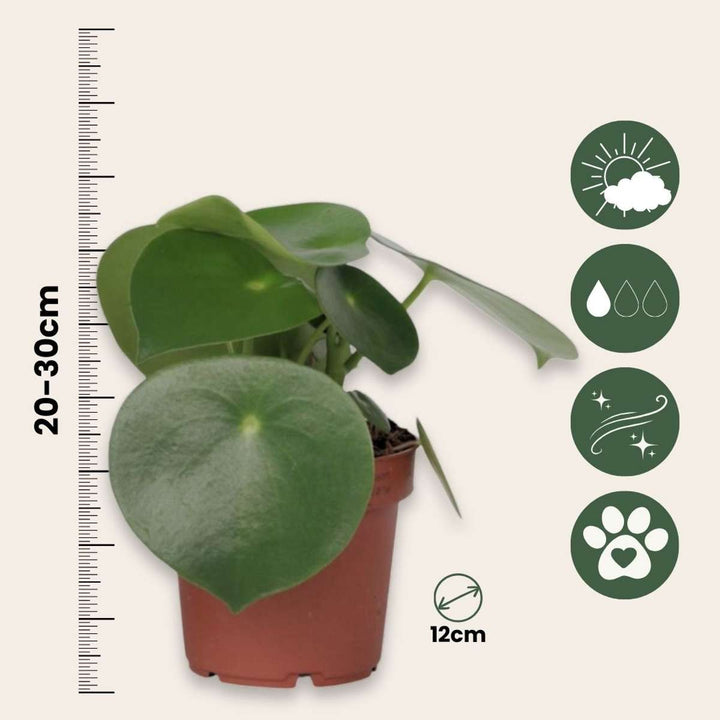 Peperomia Raindrop - Set of 2