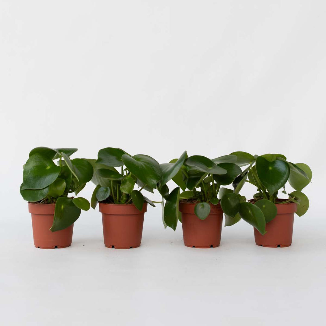 Peperomia Raindrop - Set van 4