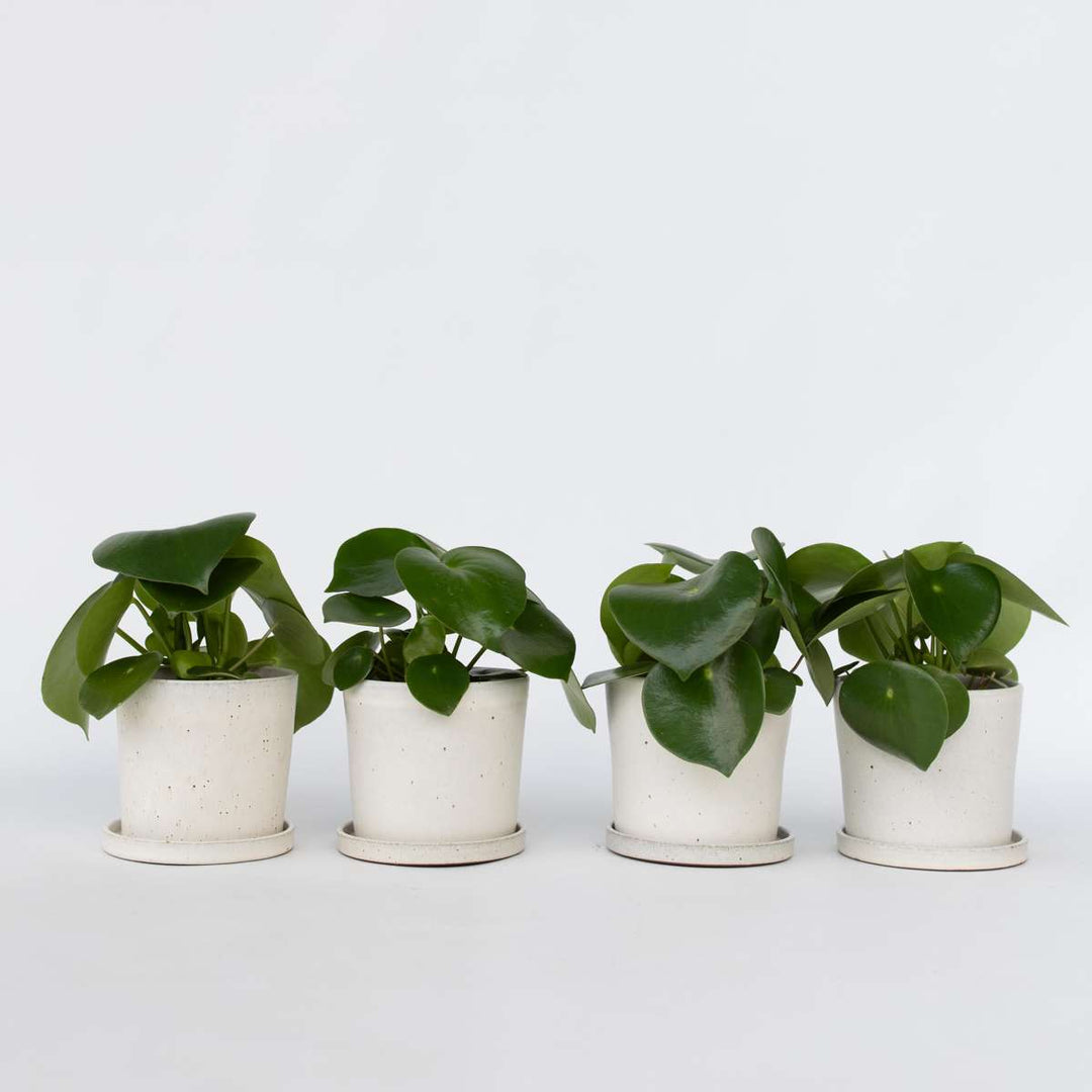 Peperomia Raindrop - Set van 4