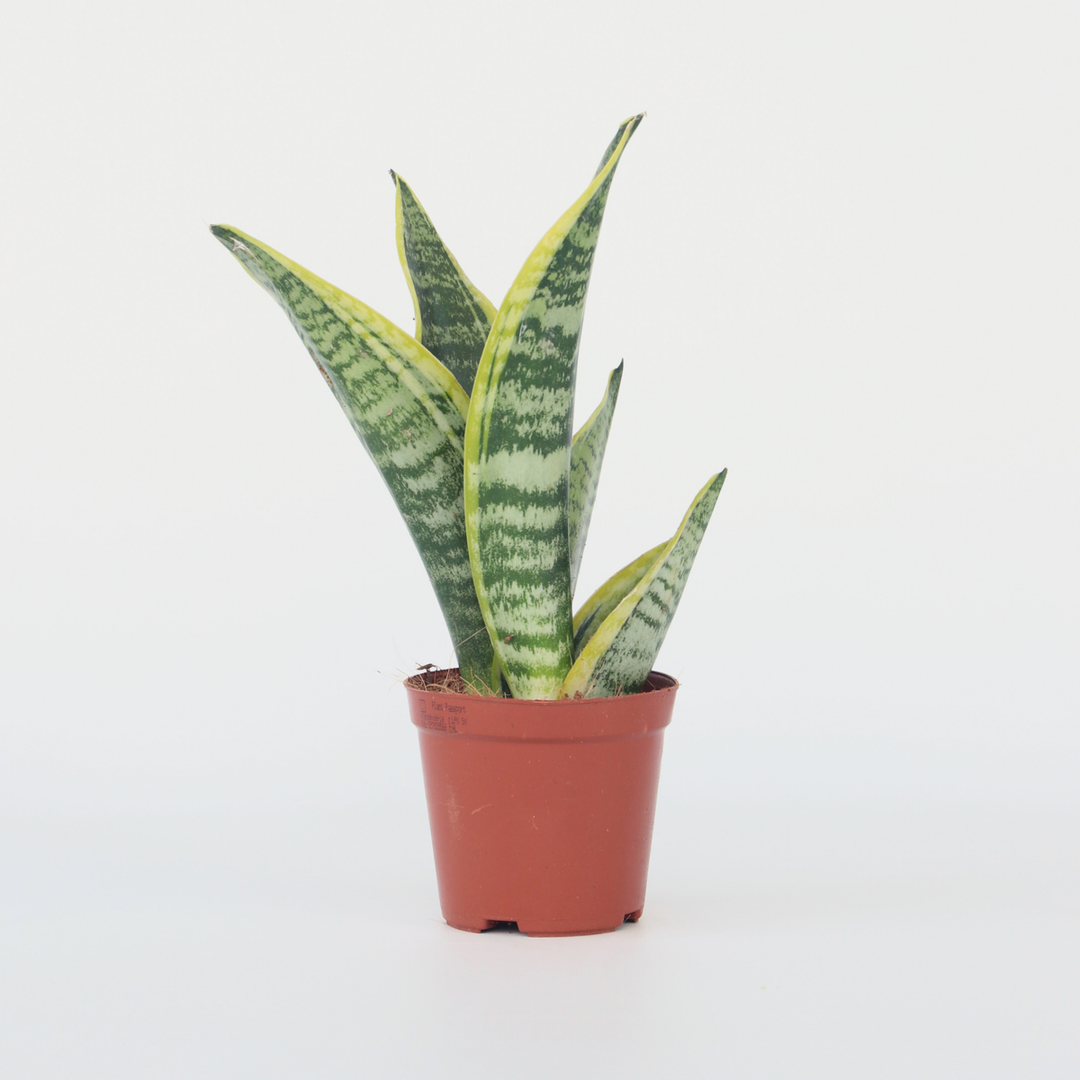 Sansevieria Laurentii