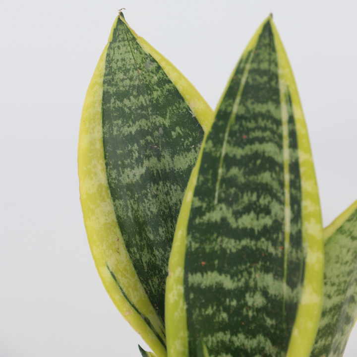 Sansevieria Laurentii - Set van 2