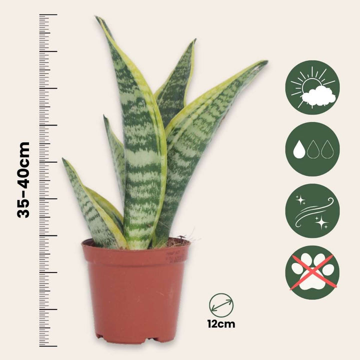 Sansevieria Laurentii - Set van 2
