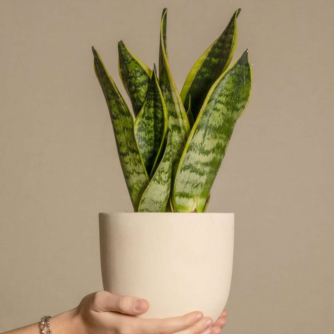 Sansevieria Laurentii - Set van 3