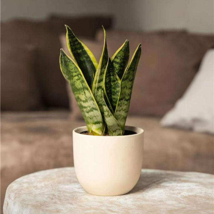 Sansevieria Laurentii - Set van 3