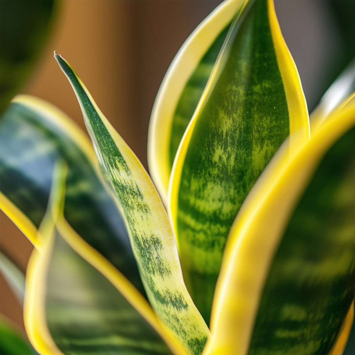 Sansevieria Laurentii - Set van 3