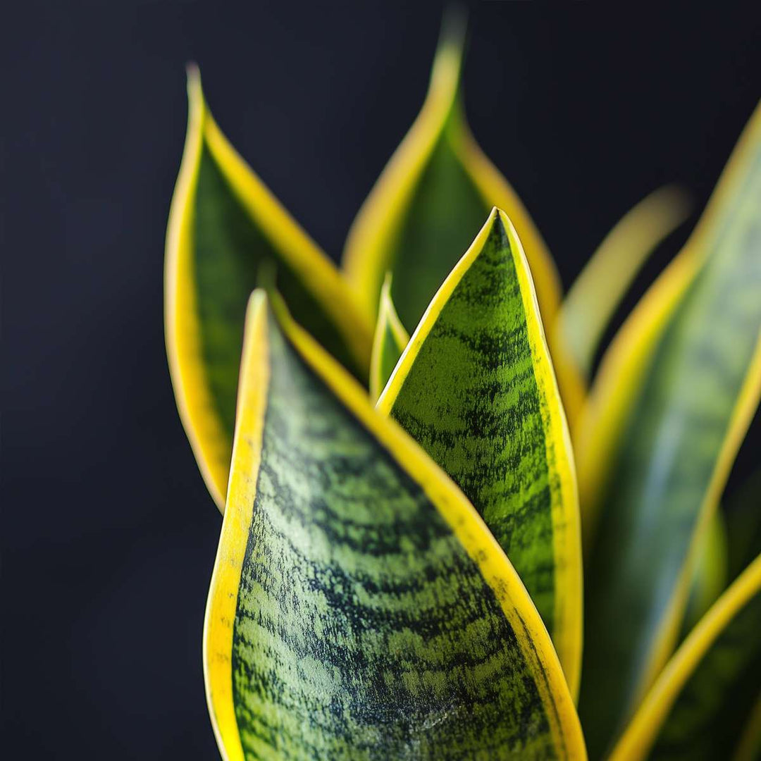 Sansevieria Laurentii - Set van 3