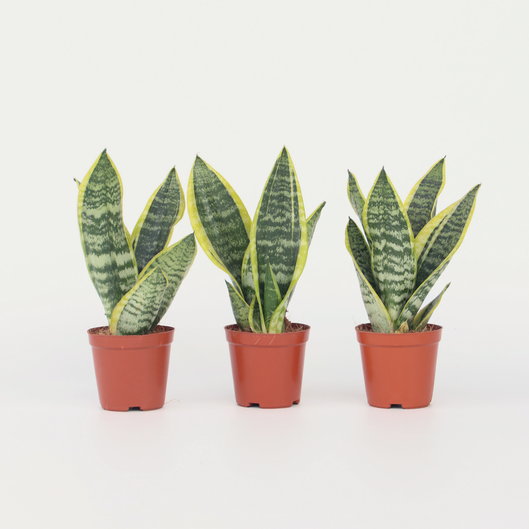 Sansevieria Laurentii - Set van 3