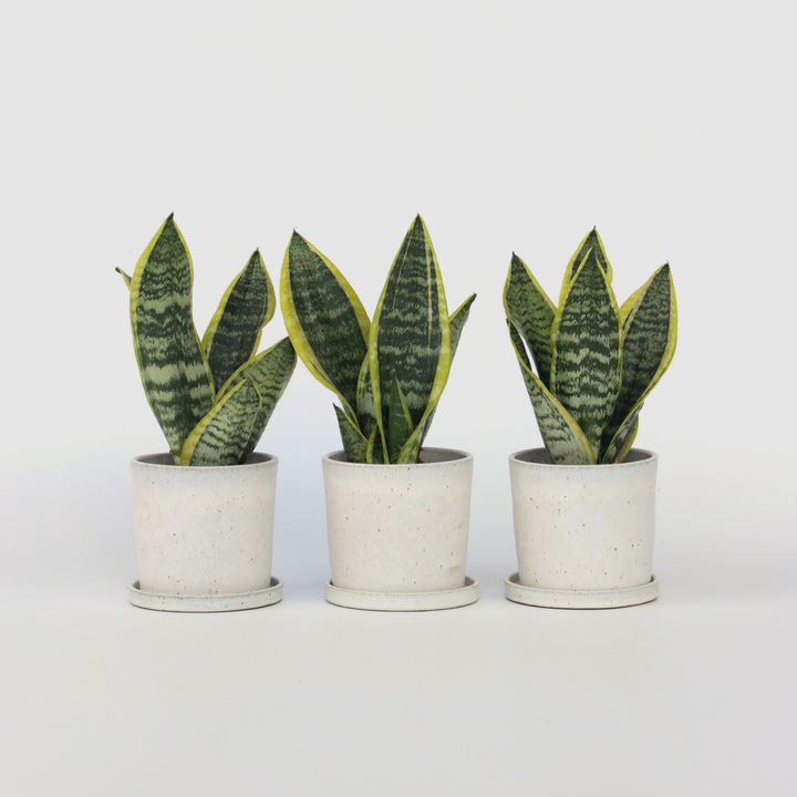 Sansevieria Laurentii - Set van 3