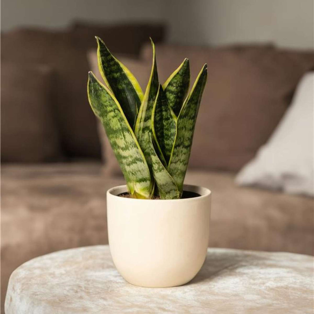 Sansevieria Laurentii - Set van 4