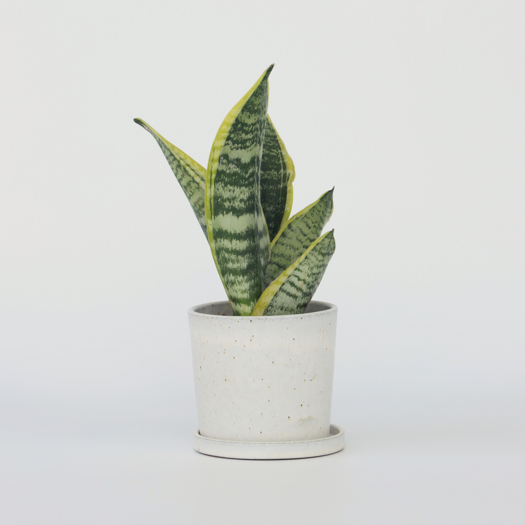 Sansevieria Laurentii - Set van 4