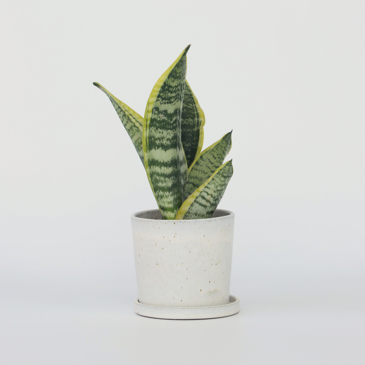 Sansevieria Laurentii - Set van 4