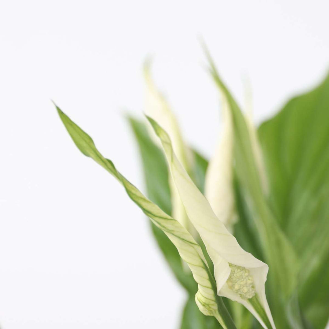 Spathiphyllum 'Torelli' - Lepelplant