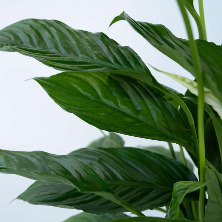 Spathiphyllum 'Torelli' - Lepelplant