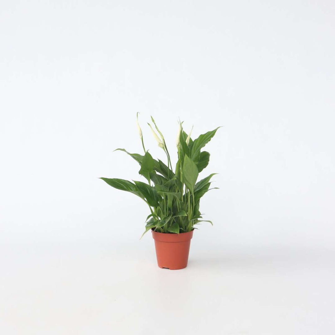 Spathiphyllum 'Torelli' - Lepelplant