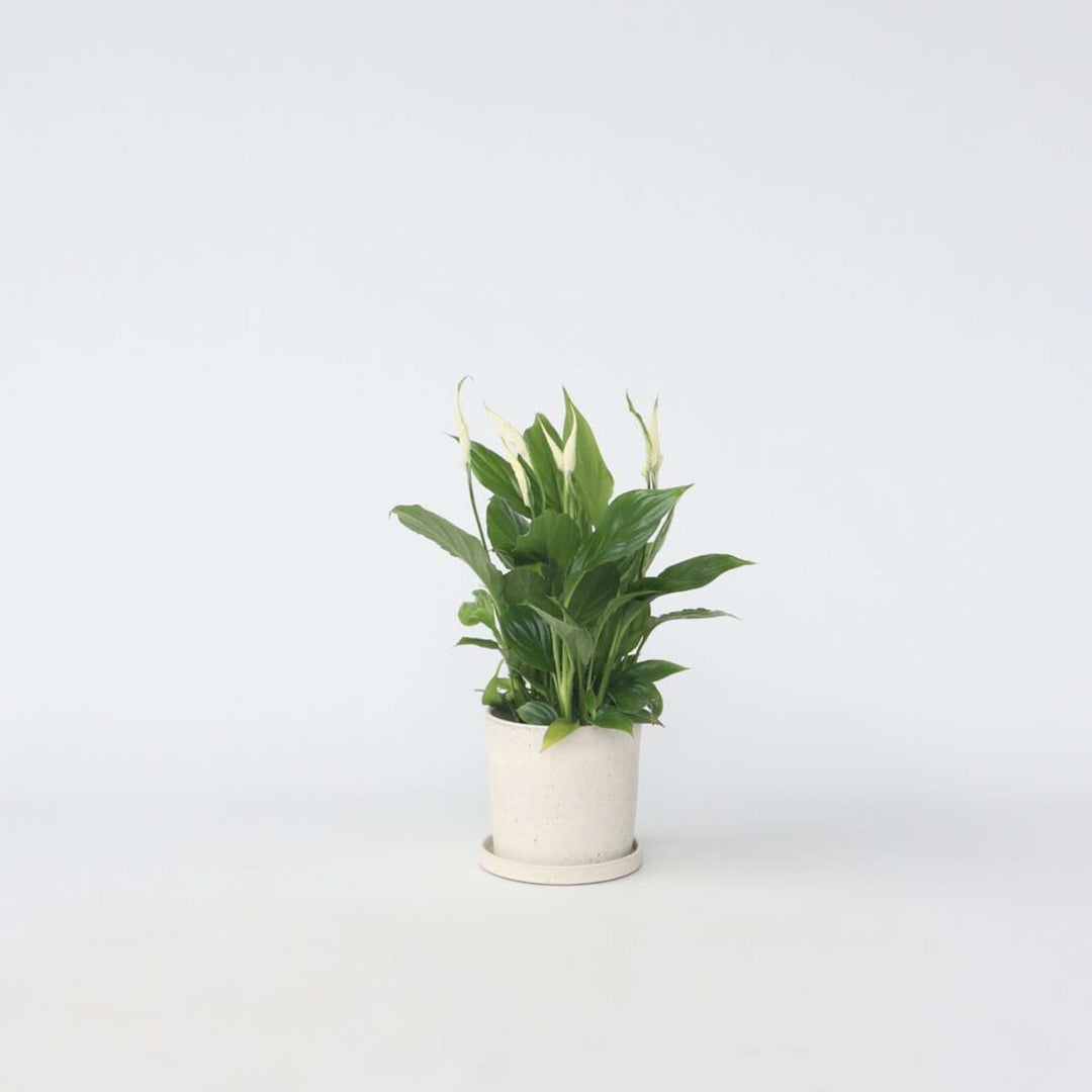 Spathiphyllum 'Torelli' - Lepelplant