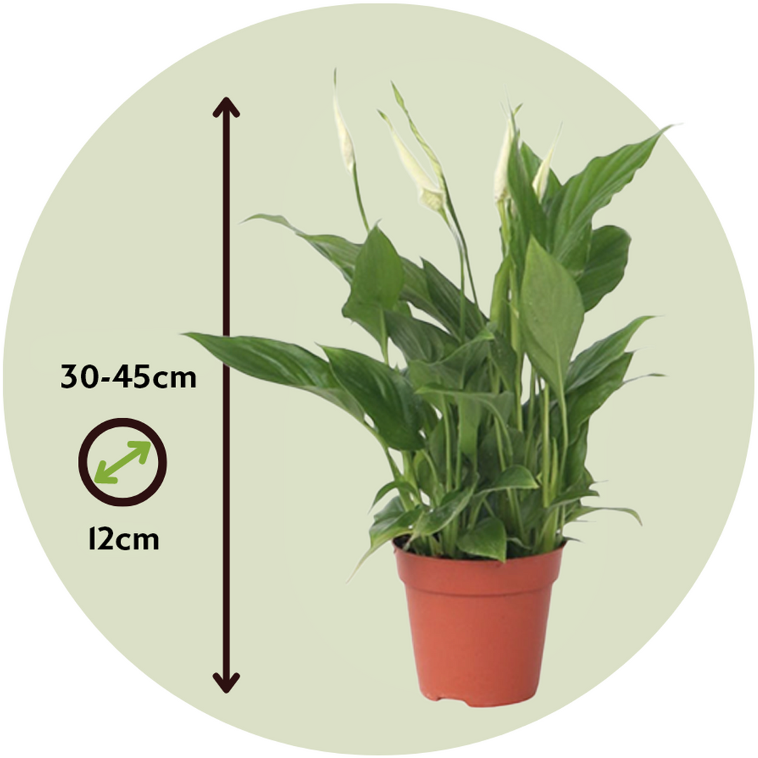 Spathiphyllum 'Torelli' - Lepelplant