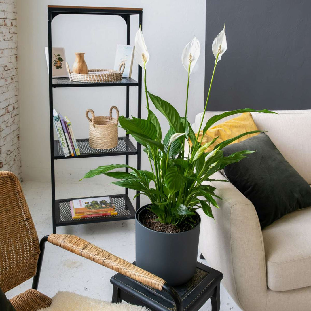 Spathiphyllum 'Lepelplant' - Set van 2