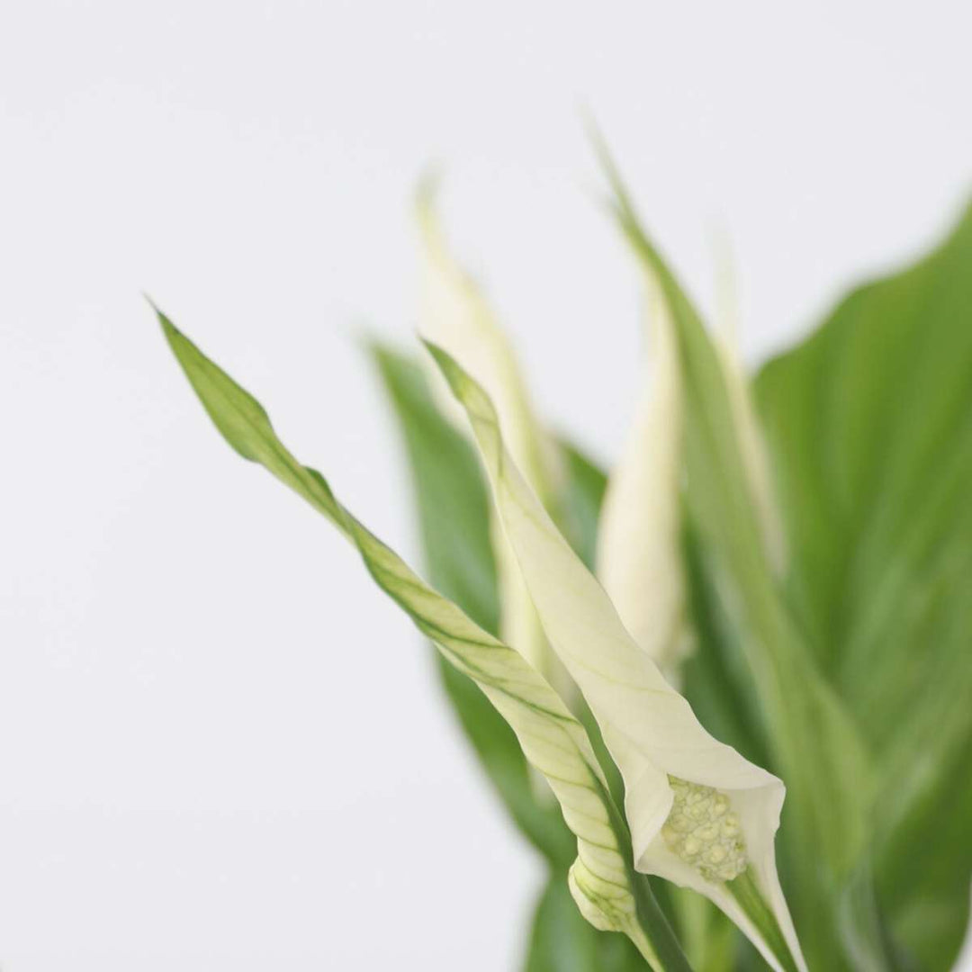 Spathiphyllum 'Lepelplant' - Set van 2