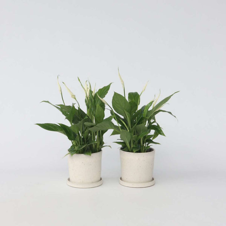 Spathiphyllum 'Lepelplant' - Set van 2