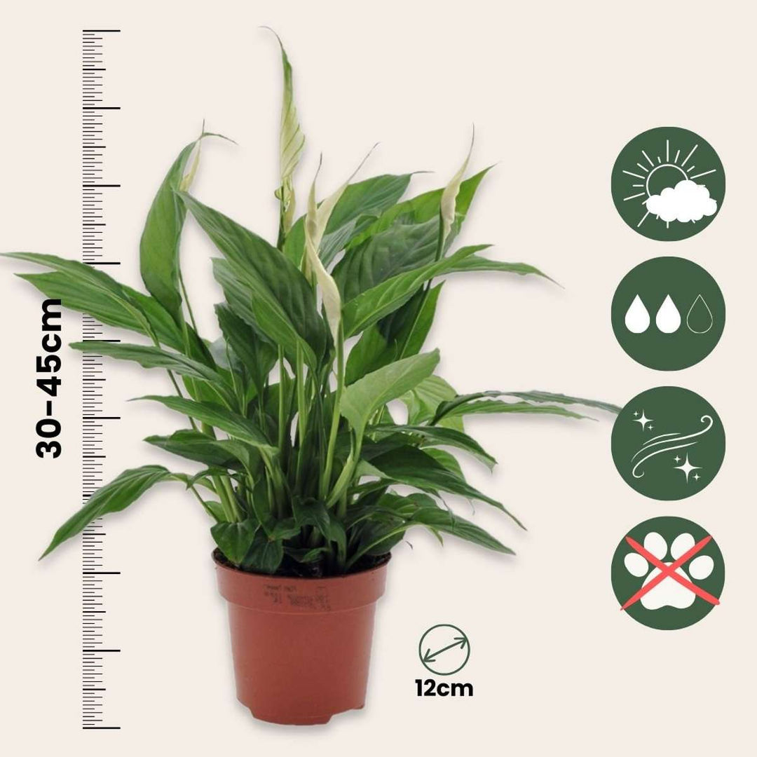 Spathiphyllum - Set van 2