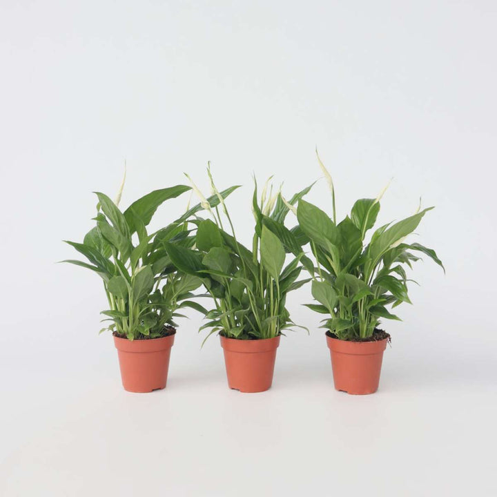 Spathiphyllum 'Lepelplant' - Set van 3