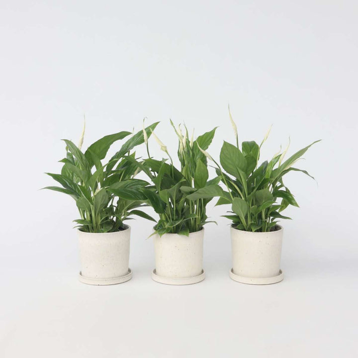 Spathiphyllum 'Lepelplant' - Set van 3