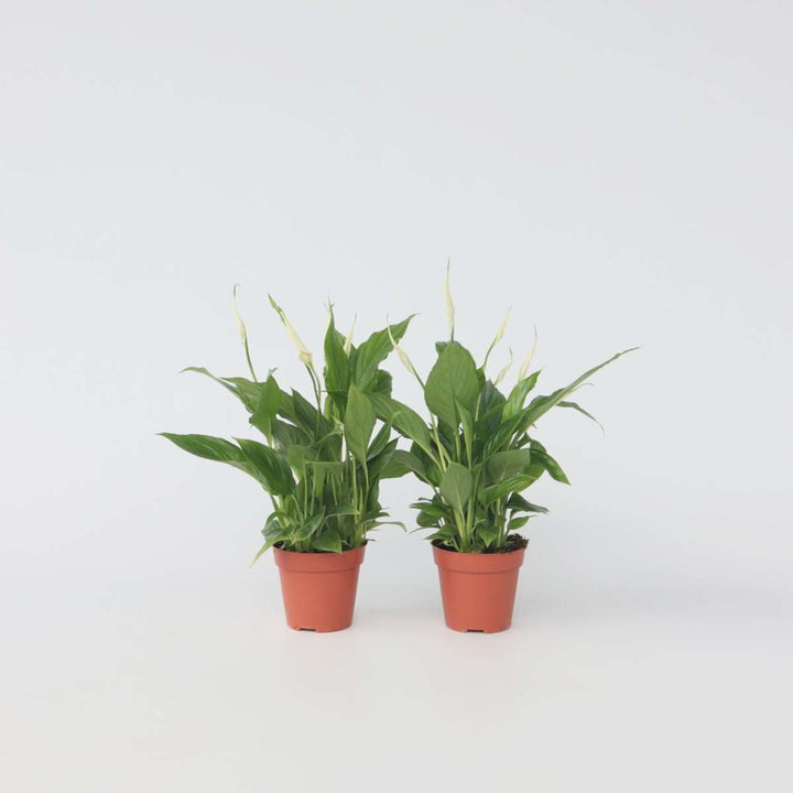 Spathiphyllum 'Lepelplant' - Set van 4