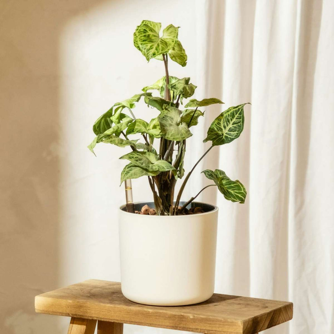 Syngonium 'Pixie' - Set van 3 - Pijlpuntplant