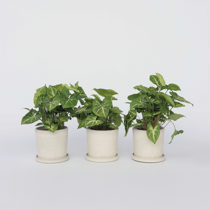 Syngonium 'Pixie' - Set van 3 - Pijlpuntplant