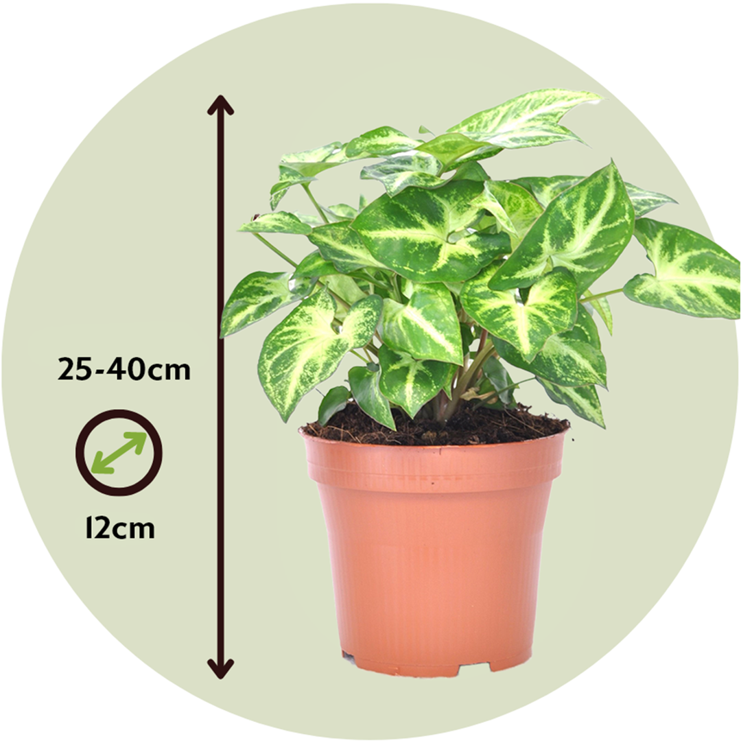 Syngonium 'Pixie' - Set van 3 - Pijlpuntplant